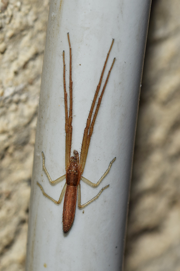 Maschio di Monaeses paradoxus - Siculiana (AG)